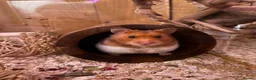 Hamster rodents for sale: Syrian hamster  - Advert 1
