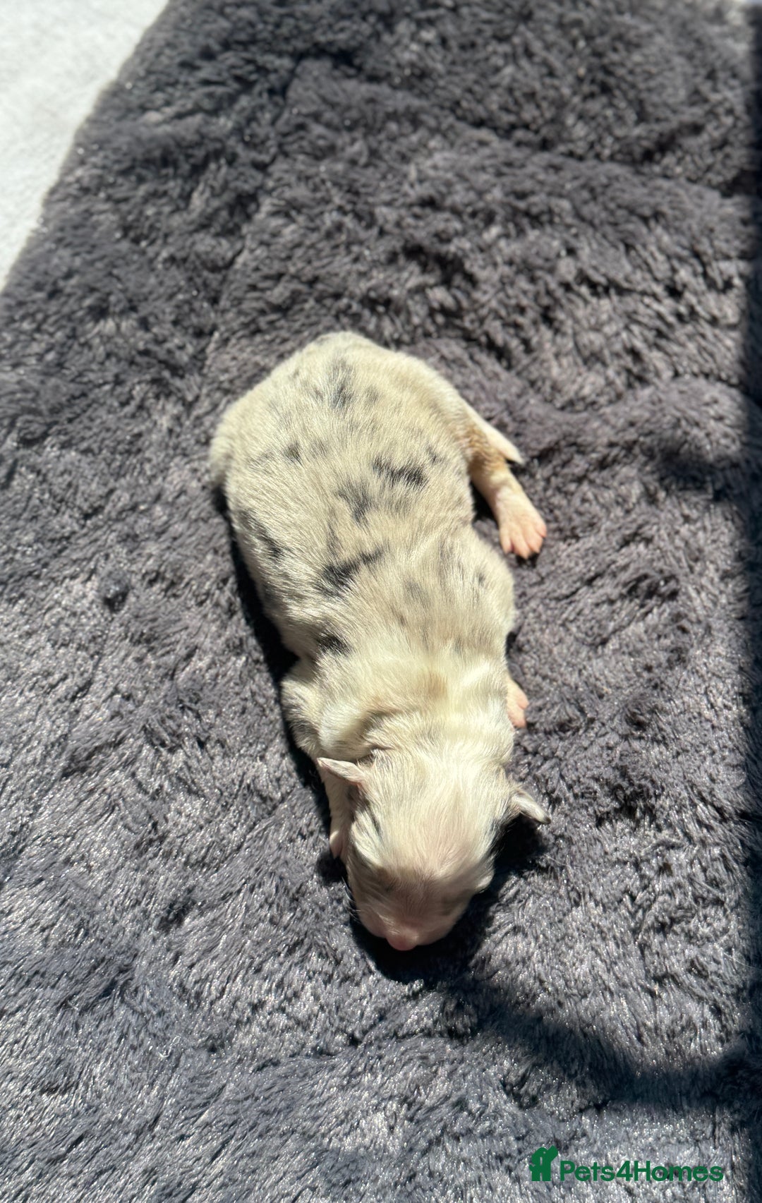 Australian Shepherd dogs for sale: KC registered Australian Shepard puppies - Image 9