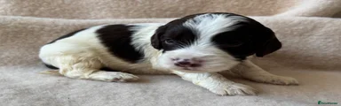 Coco - male puppy 