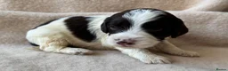 Sproodle dogs for sale: F1 Sproodle Puppies  - Advert 26