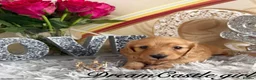 Miniature Dachshund dogs for sale: Beautiful Long Coat Miniature Dachshund Puppies in Worthing - Advert 4
