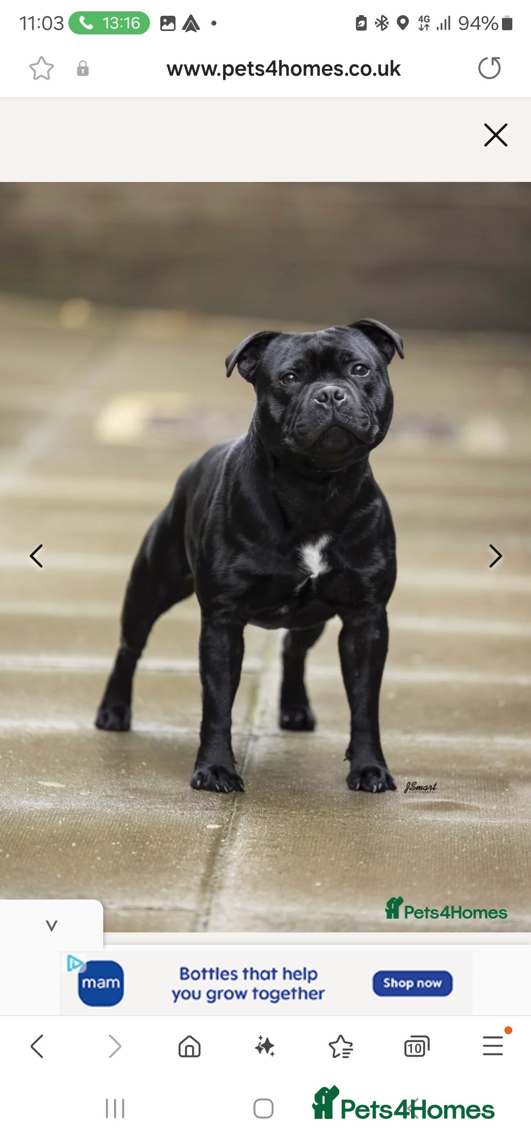 Staffordshire Bull Terrier dogs VALGO TOP GUN PUPPIES COMING SOON 😍  - Advert 15