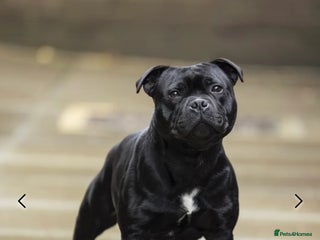 Staffordshire Bull Terrier dogs VALGO TOP GUN PUPPIES COMING SOON 😍 - Advert 15