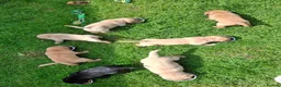 Labrador Retriever dogs for sale: Labrador Pups KC Reg.  - Advert 25