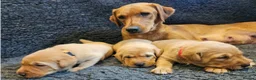 Labrador Retriever dogs for sale: Red Fox Labs : Health Checked-KC Reg-FTCH Pedigree - Advert 5