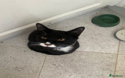 Mixed Breed cats for sale: 2 bonded males needs a home asap - Image 3