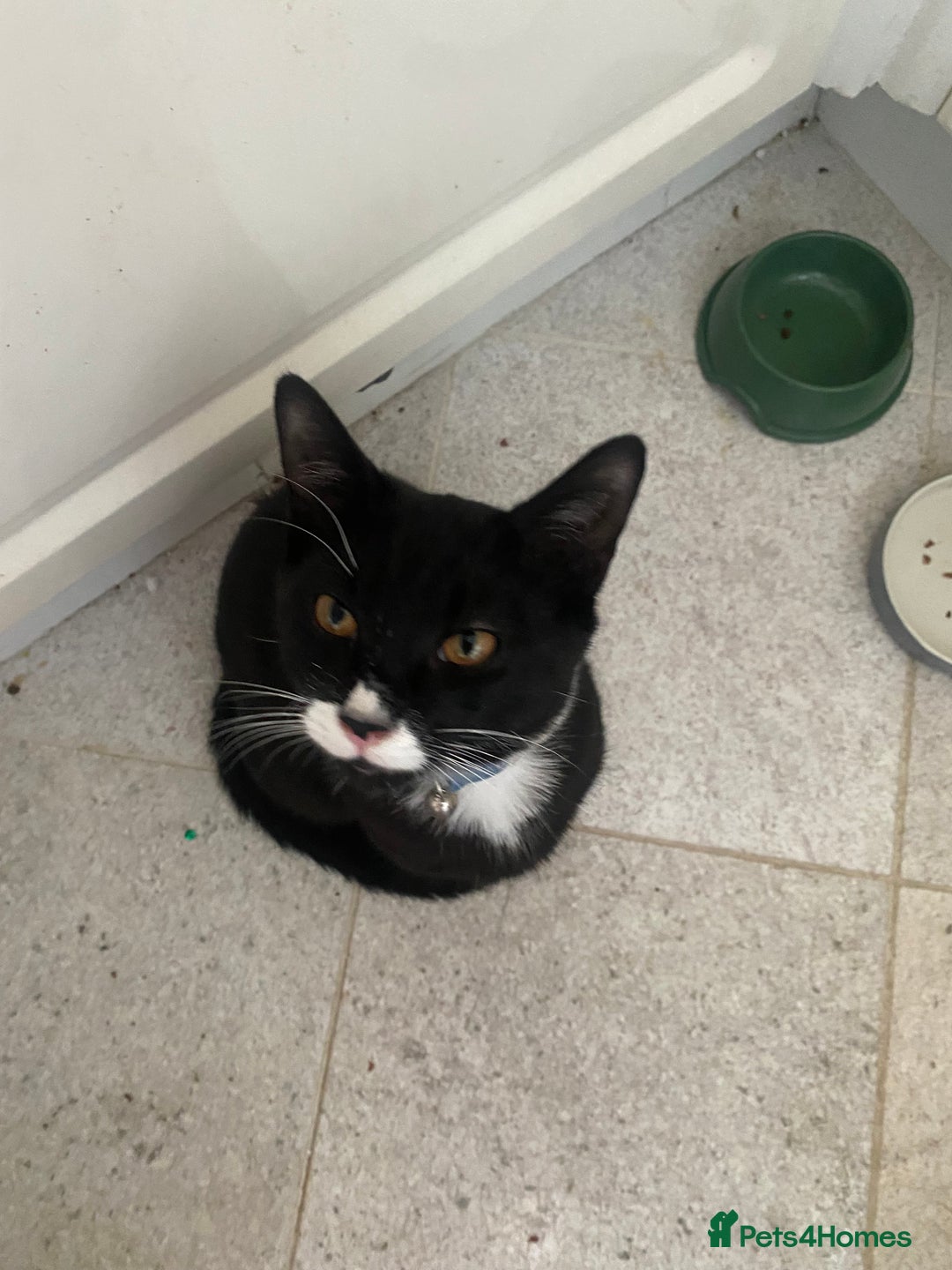 Mixed Breed cats for sale: 2 bonded males needs a home asap - Image 3