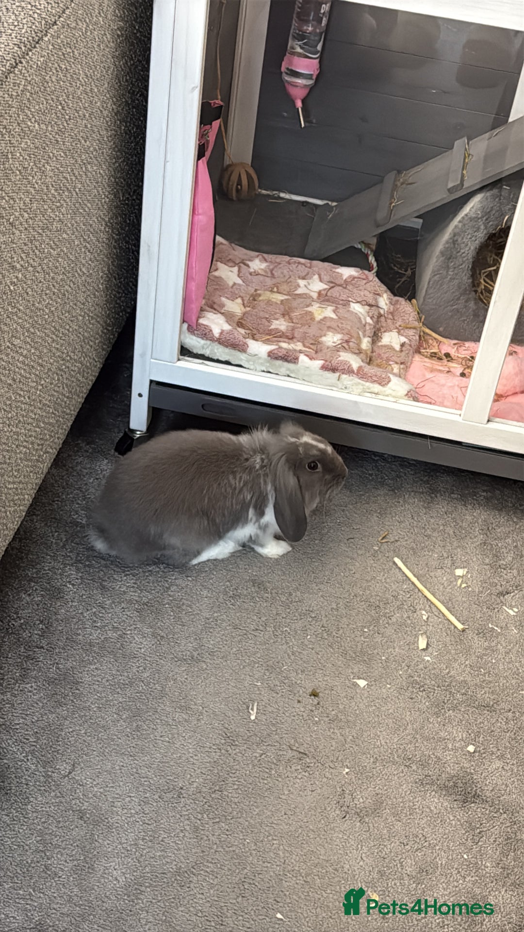 Mini Lion Lop rabbits for sale: Grey female Minilop Lionhead - Image 7