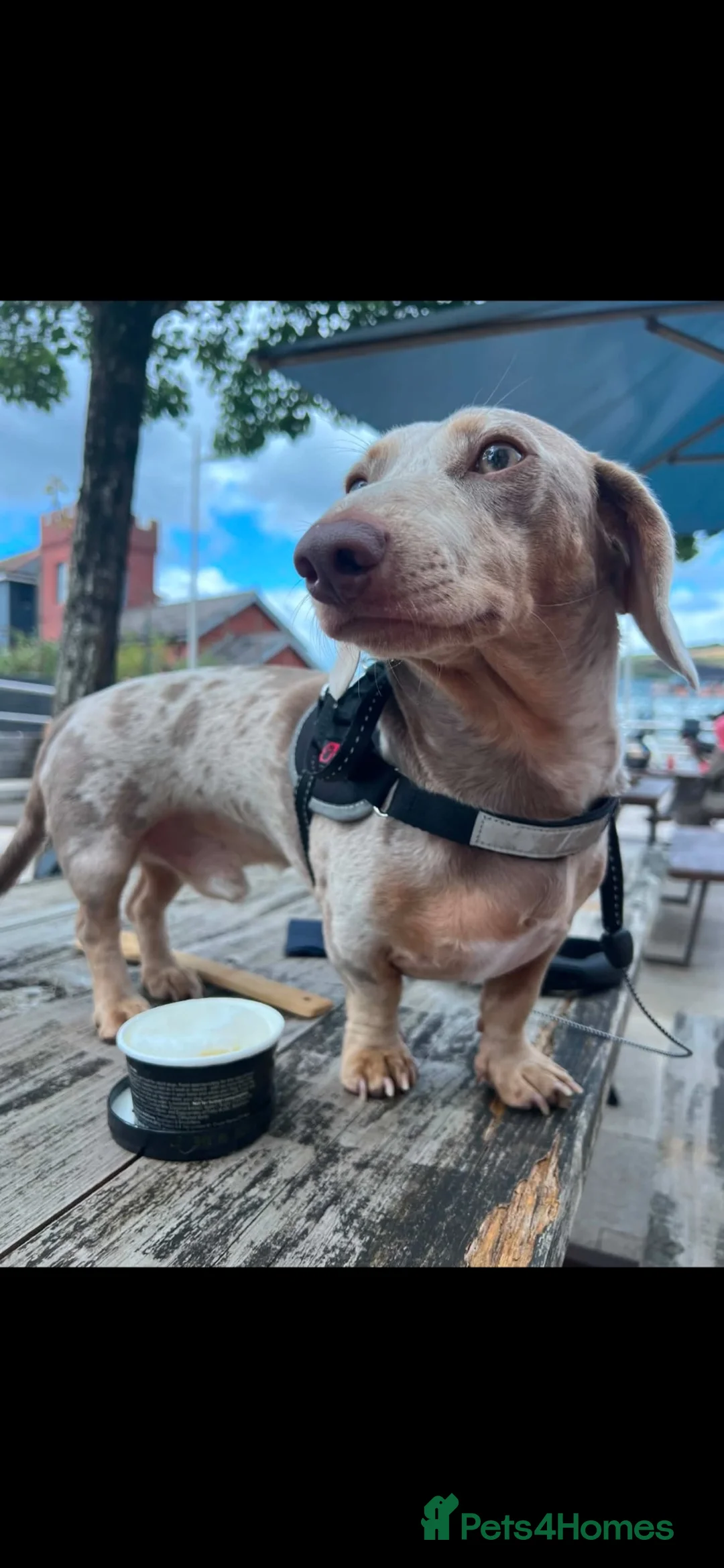 Dachshund dogs for stud: Isabella dachshund  in Swansea - Advert 1
