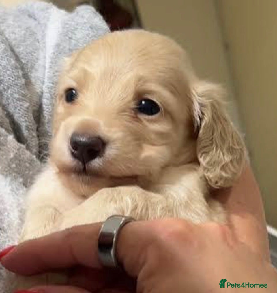 Miniature Dachshund dogs Cream KC longhaired dachshund puppies  - Advert 2