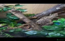 Gecko reptiles for sale: X2 crested geckos - Advert 4