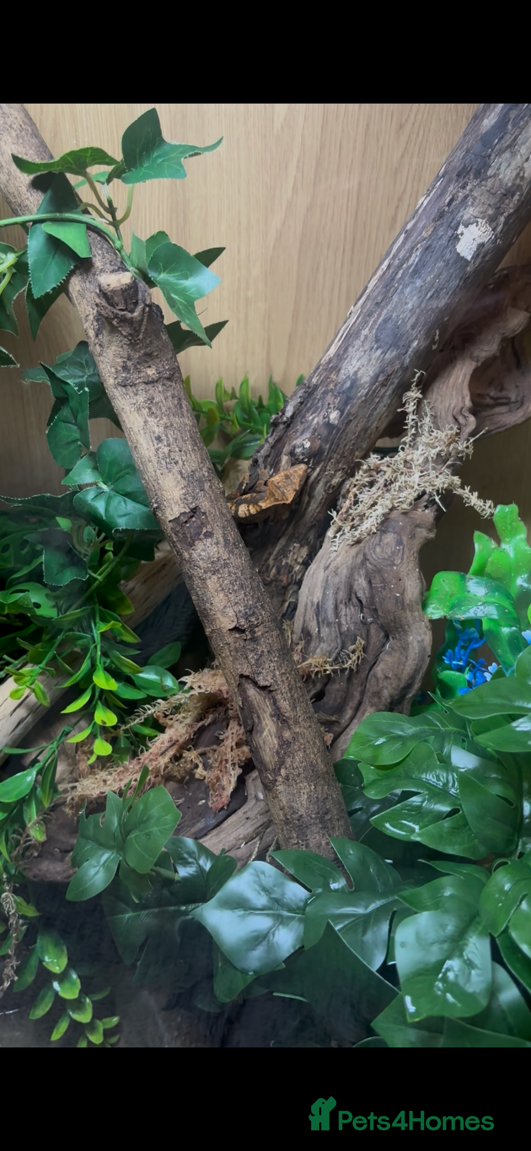 Gecko reptiles for sale: X2 crested geckos - Advert 4