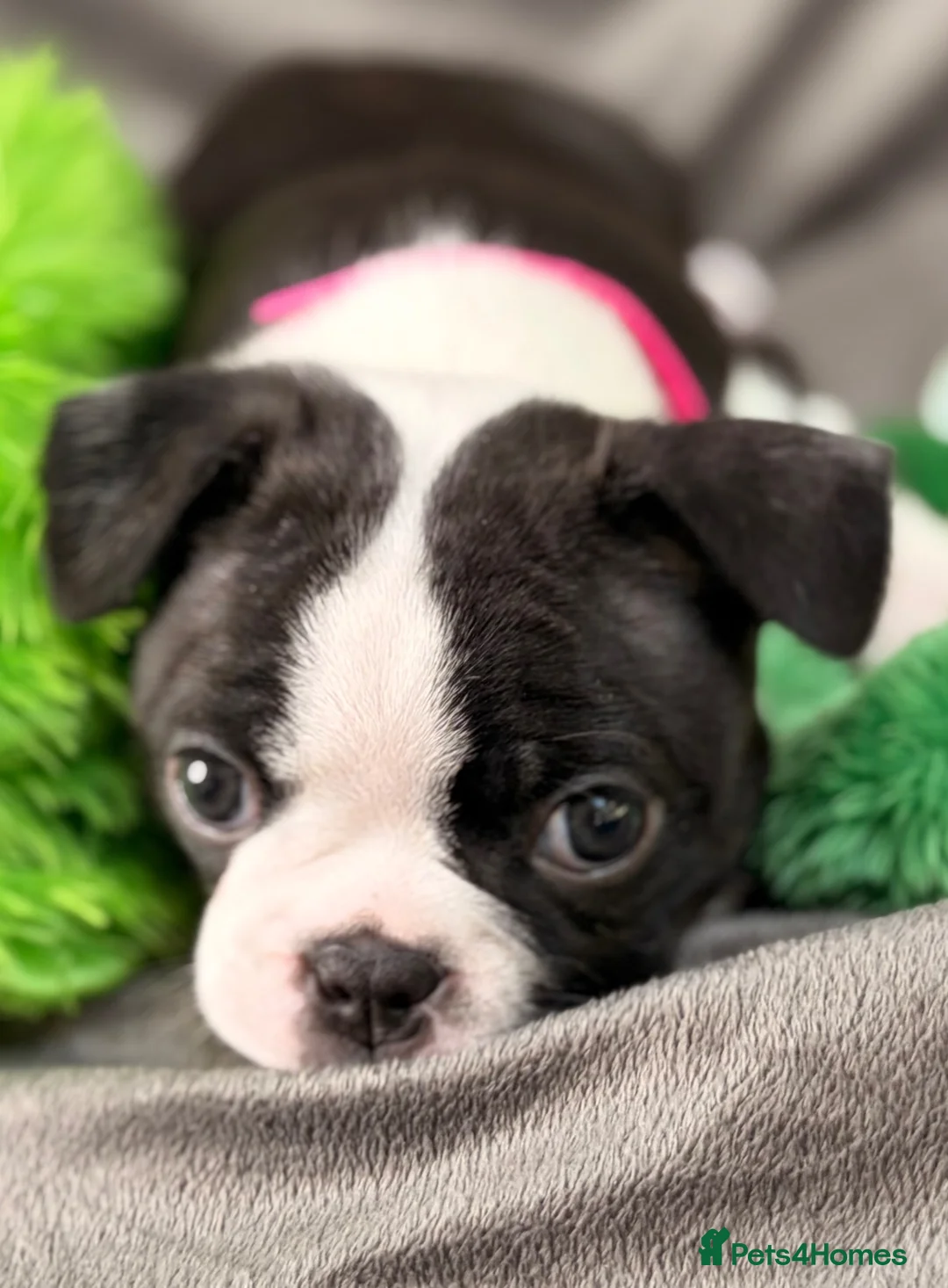 Boston Terrier dogs for sale: Bostixon KC Registered Boston Terrier Puppies - Advert 2