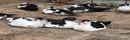 Ducks poultry for sale: Muscovy Ducks - Advert 2