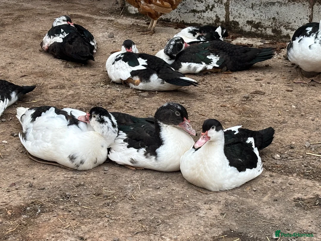 Ducks poultry for sale: Muscovy Ducks - Advert 2