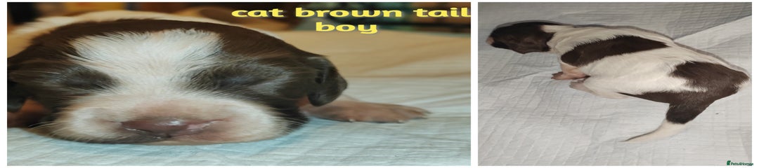 English Springer Spaniel Puppy 8