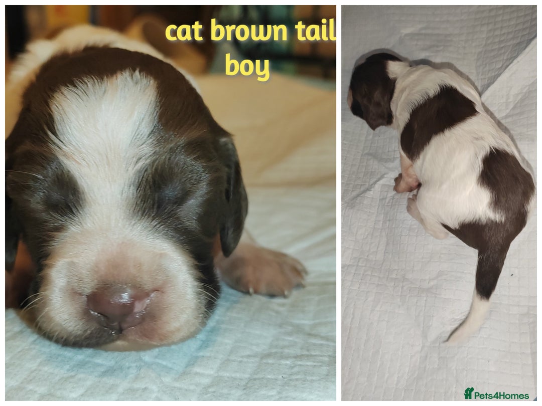 English Springer Spaniel dogs for sale: 🌟 Beautiful Springer Spaniel Litter - Image 24