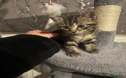 Mixed Breed cats for sale: 2x kittens 1x female 17 weeks & 1x male 8 weeks - Image 6