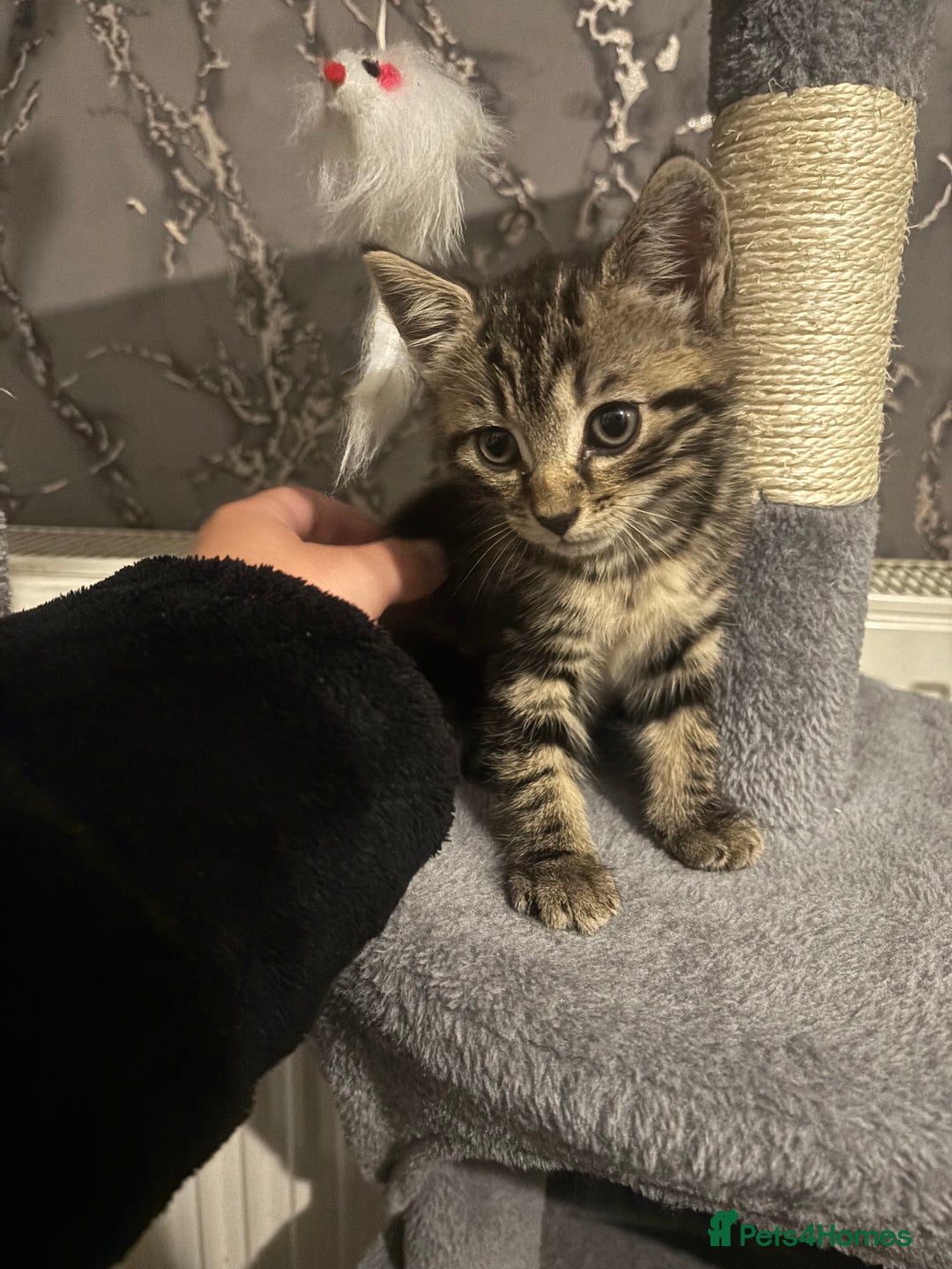 Mixed Breed cats for sale: 2x kittens 1x female 17 weeks & 1x male 8 weeks - Image 6
