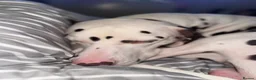 Dalmatian dogs for sale: Oreo  in Glasgow - Advert 6