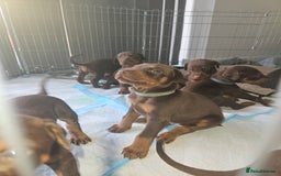 Dobermann dogs for sale: Dobermans available  - Image 4