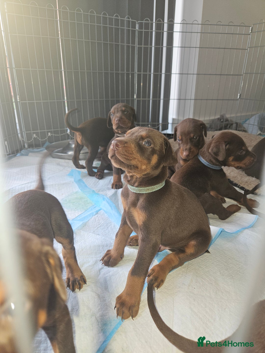 Dobermann dogs for sale: Dobermans available  - Image 4