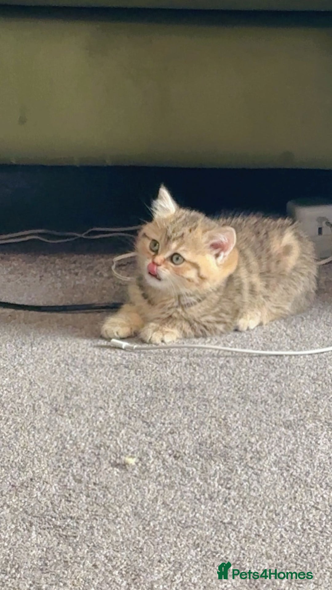 British Shorthair cats for sale:  Indoors BSH kittens female  - Advert 3