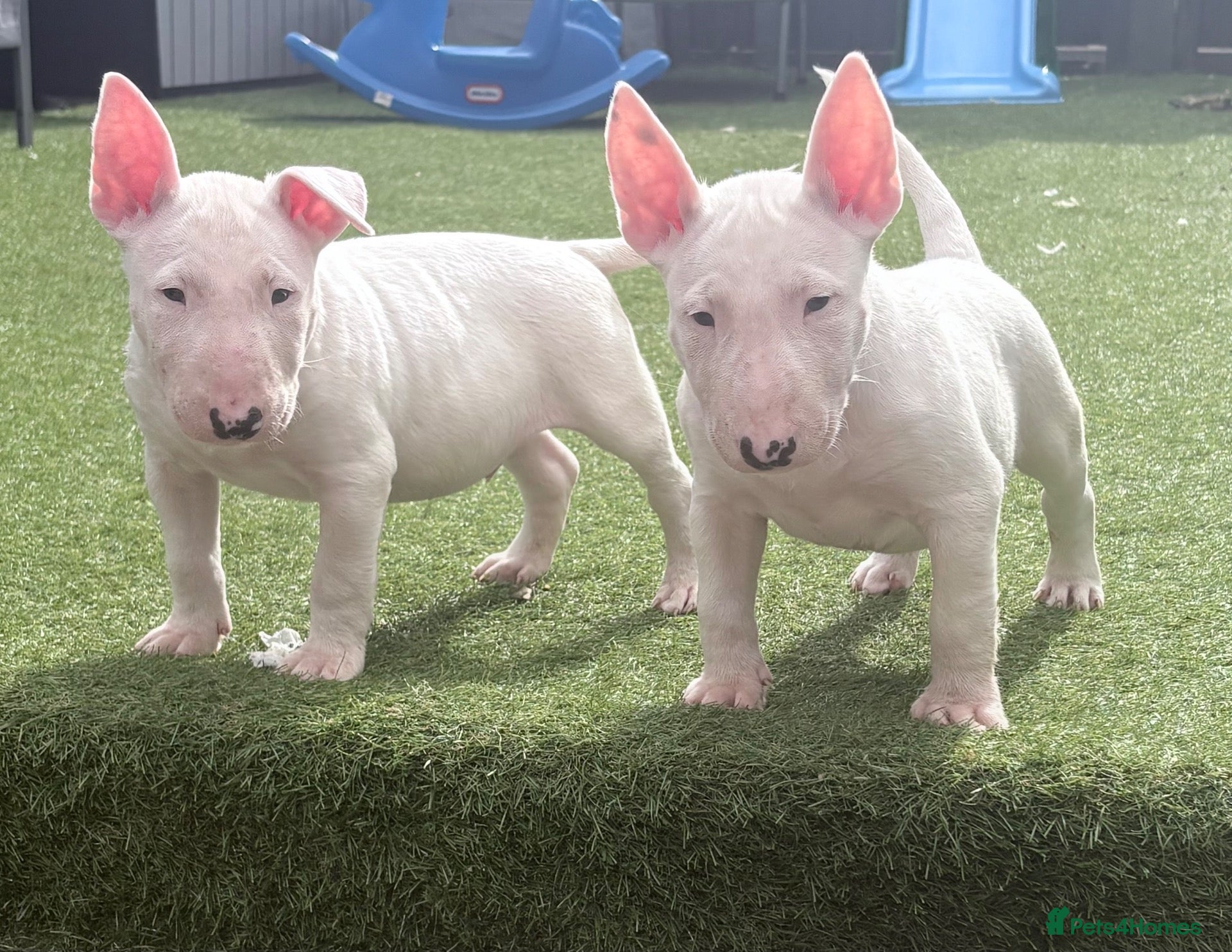 English Bull Terrier dogs English bull terrier puppies  - Advert 5