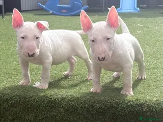 English Bull Terrier dogs English bull terrier puppies - Advert 5