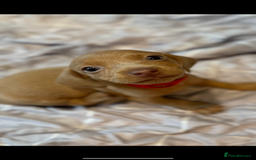Dachshund dogs for sale: Sausage dog puppies for sale  - Image 1