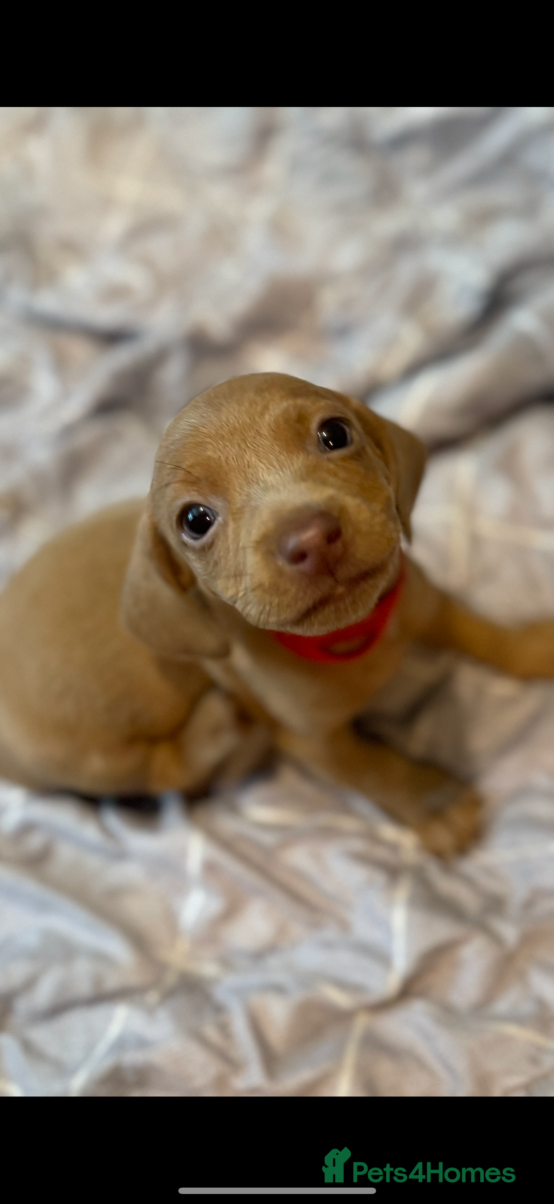 Dachshund dogs for sale: Sausage dog puppies for sale  - Image 1