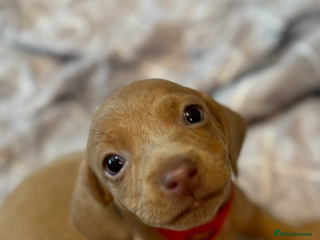 Dachshund dogs - Advert 30