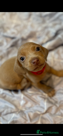 Dachshund dogs - Advert 15