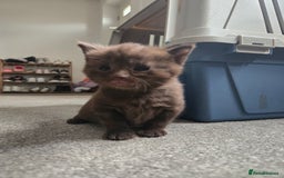 Norwegian Forest Cat cats for sale: Nfc/bsh beautiful mix  - Image 10