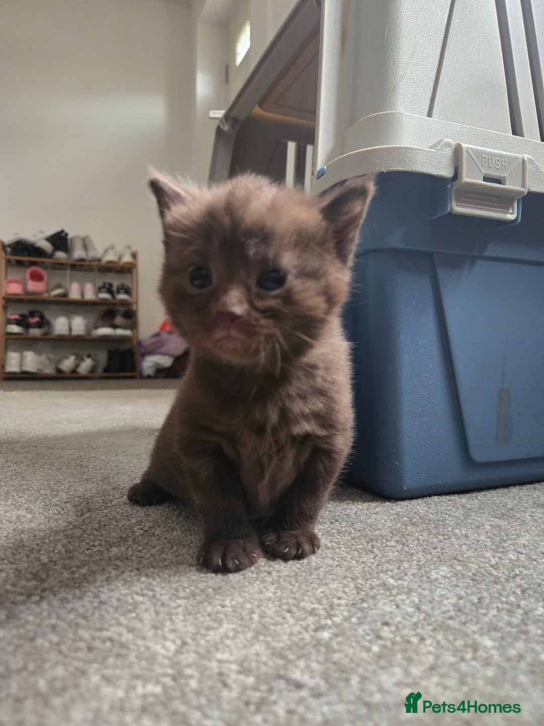 Norwegian Forest Cat cats for sale: Nfc/bsh beautiful mix  - Image 10