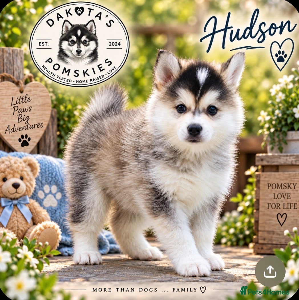 Pomsky dogs Stunning F3 Pomsky Puppies - Advert 2