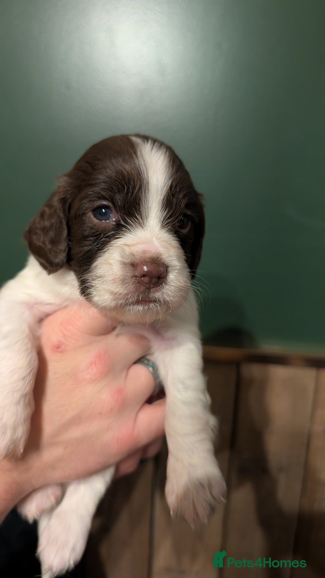English Springer Spaniel dogs for sale: Gorgeous chunky Springer Spaniels for sale - Advert 10