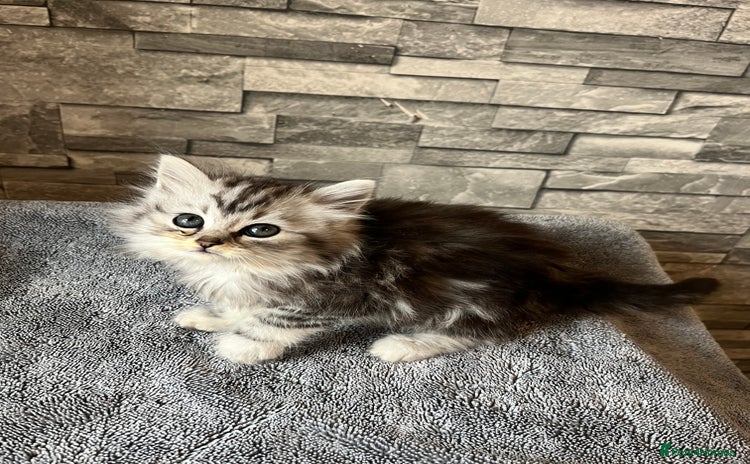 Maine Coon cats - Advert 12