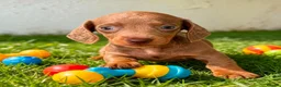 Miniature Dachshund dogs for sale: 🐾 Gorgeous Miniature Dachshund Puppies 🐾 - Advert 4
