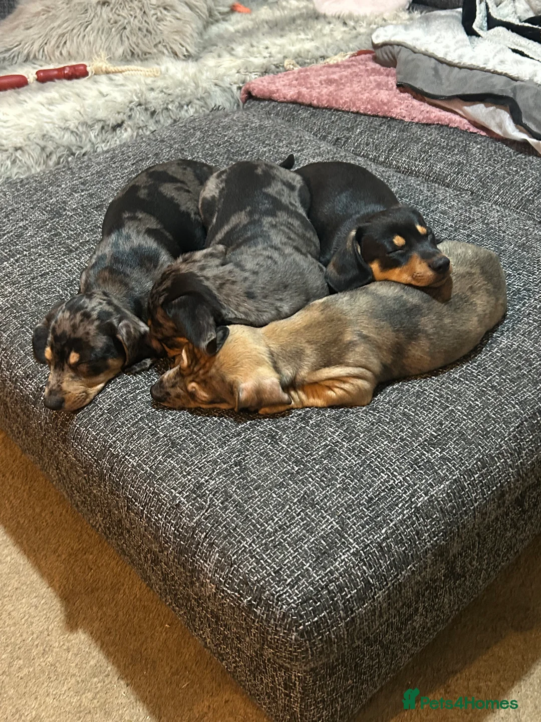 Dachshund dogs for sale: Stunning wee pups  - Advert 5