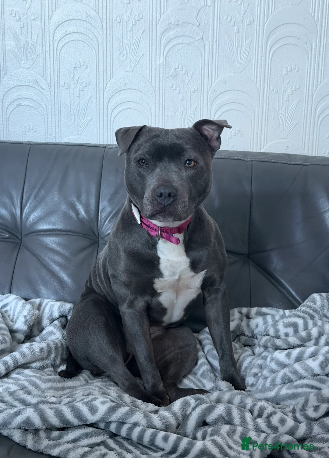 Staffordshire Bull Terrier dogs for sale: Beautiful Female Staff for sale - Advert 2