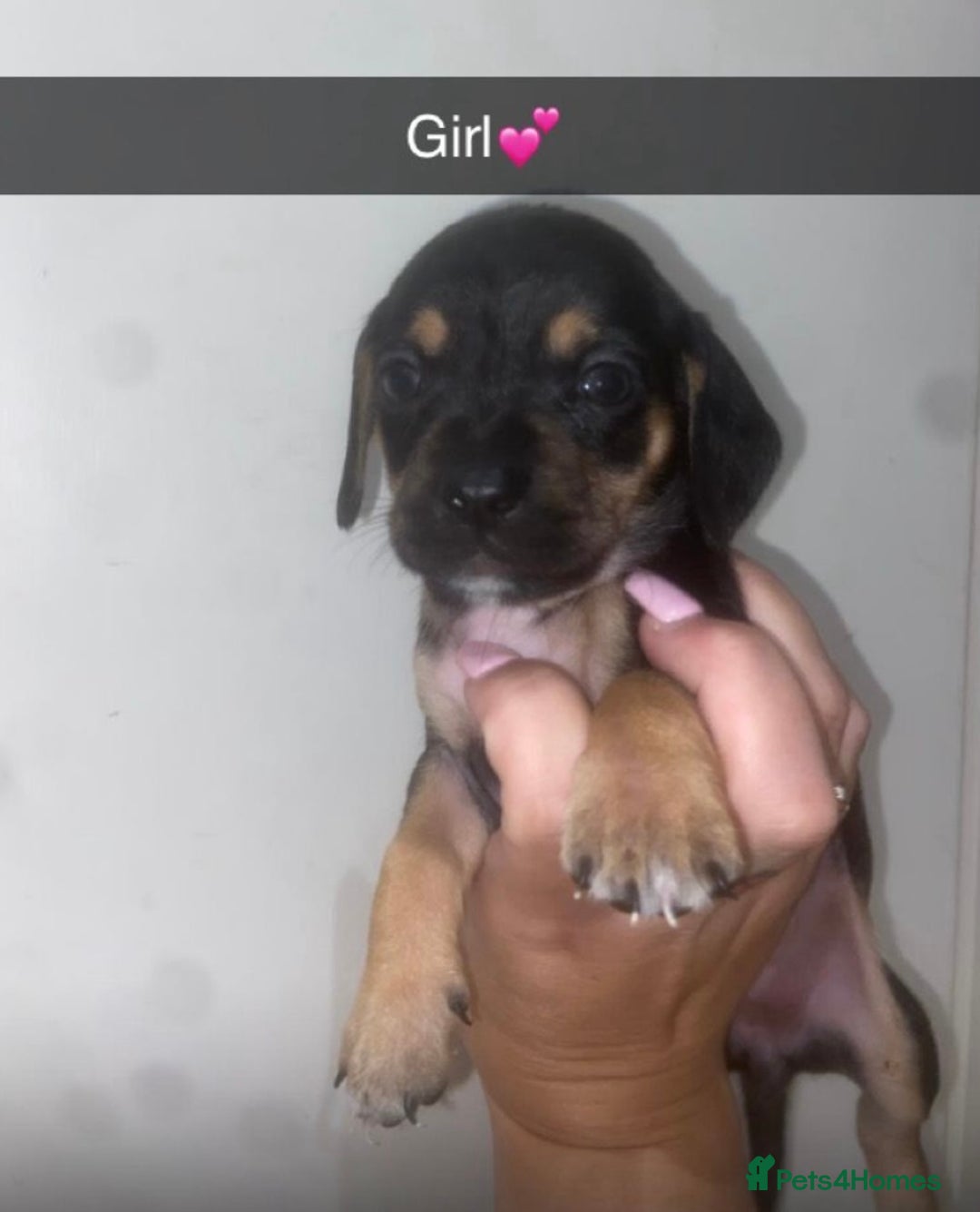 Mixed Breed dogs for sale: Dachshund x Jack Russell  - Image 7