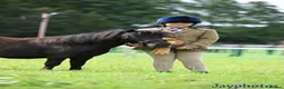 Shetland pony horses for sale: Stunning registered standard Shetland mare - Advert 8