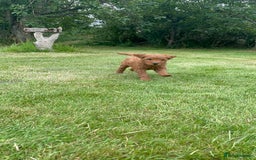 Australian Labradoodle dogs for sale: Australian Labradoodle puppies  - Image 20