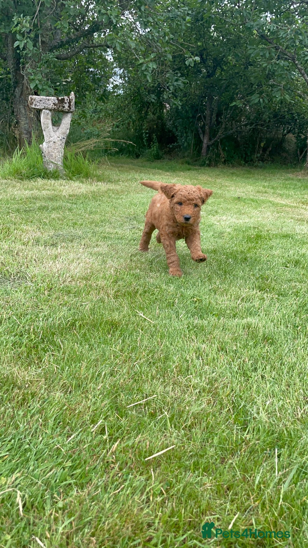 Australian Labradoodle dogs for sale: Australian Labradoodle puppies  - Image 20
