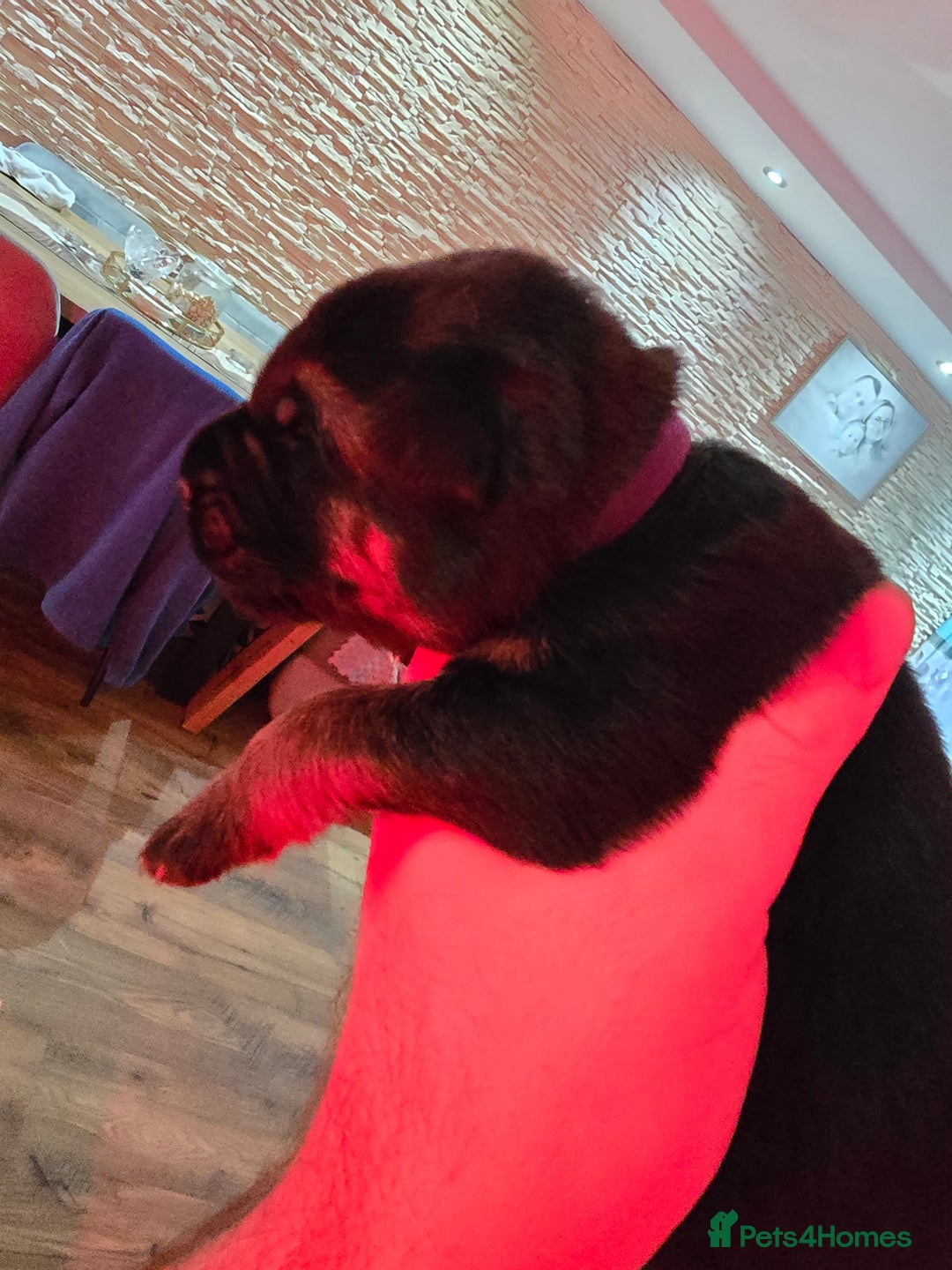 German Shepherd dogs for sale:  Exceptional German Shepherd Dog Puppies – KC Reg - Advert 20