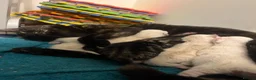 Mixed Breed cats for sale: 7 week old kittens!  in Royston - Advert 11
