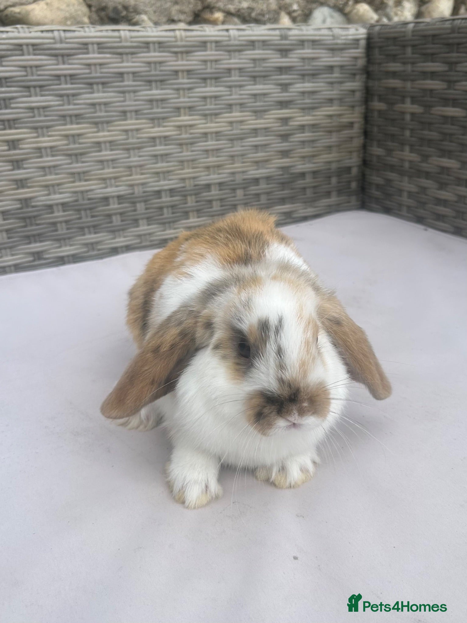Mini Lop rabbits Beautiful baby mini lop rabbits  - Advert 1