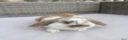 Mini Lop rabbits for sale: Beautiful baby mini lop rabbits  - Advert 8