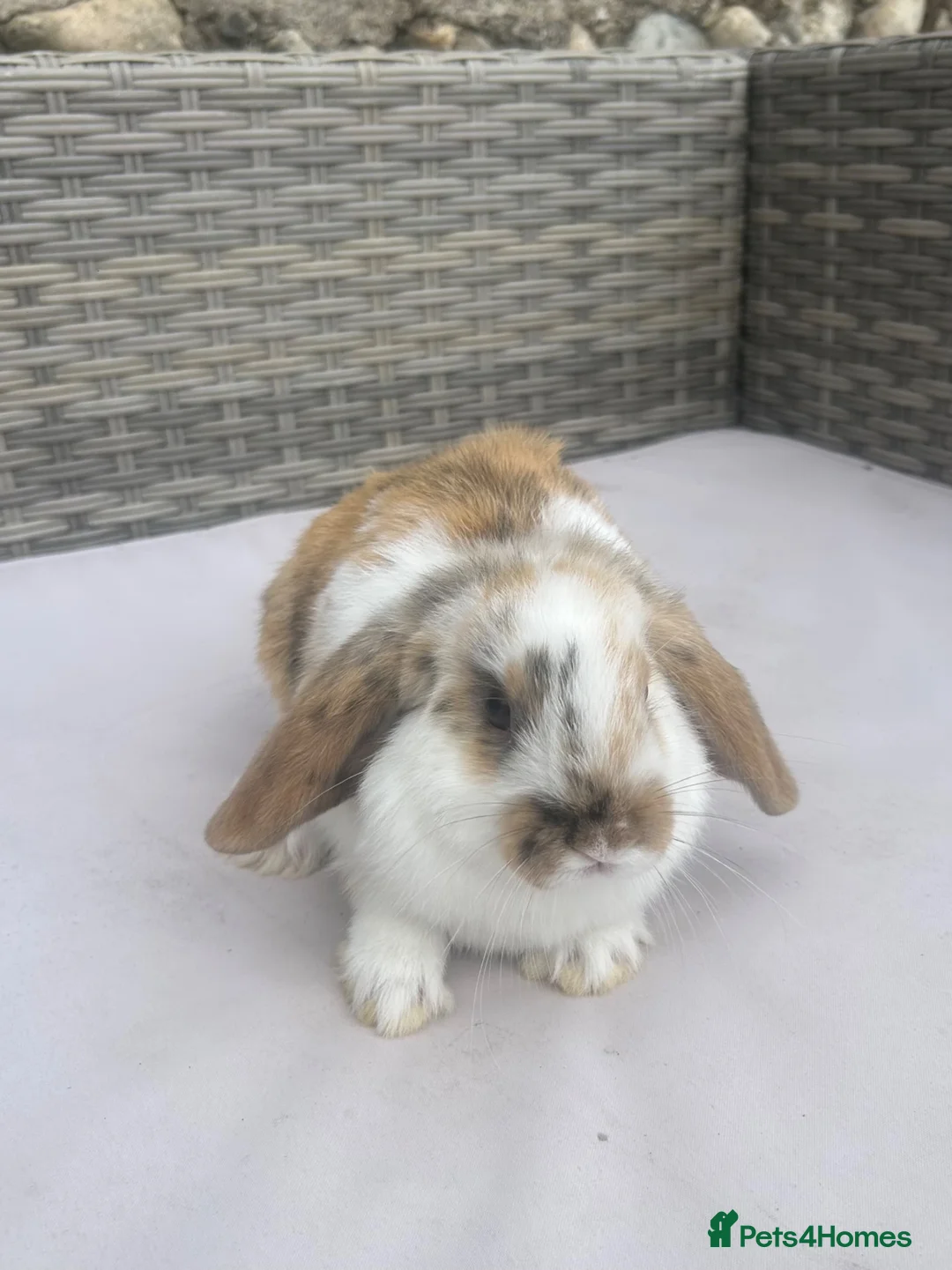 Mini Lop rabbits for sale: Beautiful baby mini lop rabbits  - Advert 1